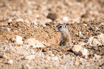 Close up of a ground squirrel that is looking out of a hole, Namibia, Africa