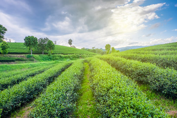 Fototapeta na wymiar Row of tea plantations with beauty blue sky ground view.Tea plantations background in Thailand.Budding of tea tree. 
