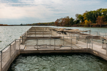 Cages for sturgeon fish farming in natural river or pond