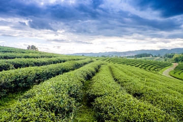 Row of tea plantations with beauty blue sky ground view.Tea plantations background in Thailand.Budding of tea tree. 