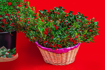 Christmas Holly with Red Berries on a Xmas market.  Traditional Xmas symbol. Holly branches closed up.