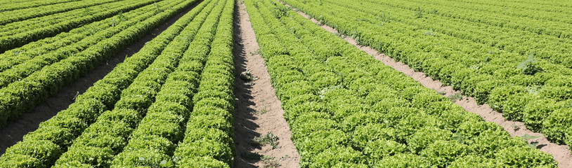 Fototapeta na wymiar many tufts of green lettuce in a field