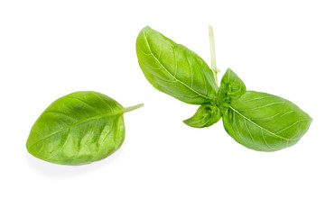 Basil herb leaves isolated on white background.