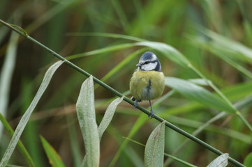 A cute Blue Tit, Cyanistes caeruleus, searching for insects to eat in the reeds at the edge of a lake.
