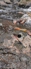 Dragonfly on rock