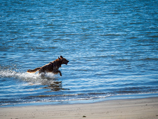 Golden retriever dog jumping out of ocean water onto beach with a ball in mouth