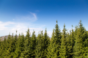 The tops of green Christmas trees. Summer mountain landscape.