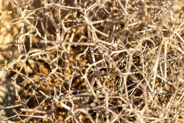 background of straw