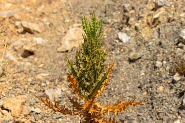 plant in the desert