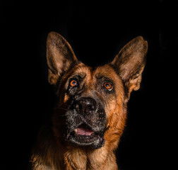 Cute German Shepherd on the black background