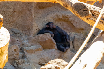 chimpanzee resting