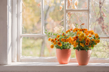 chrysanthemums  in pots on old white  windowsill