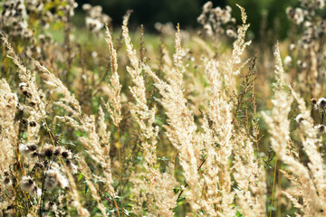 Dry grass in the meadow on a summer evening close-up