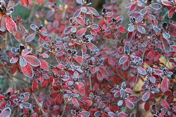 Frozen azalea with red leaves The first frosts, cold weather, frozen water, frost and hoarfrost. Macro shot. Early winter . Blurred background.