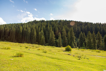 Mountain landscape high in the mountains. Big green christmas trees. Summer landscape. Kyrgyzstan