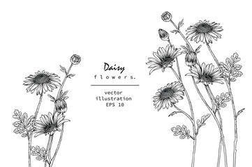 Sketch Floral Botany Collection. Daisy flower drawings. Black and white with line art on white backgrounds. Hand Drawn Botanical Illustrations. Nature Vector.