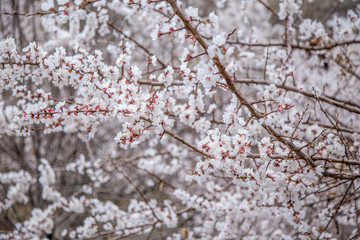Apricot flower bloosom in Ladakh, India. White flower on branch looklike sakura blooming on winter season.