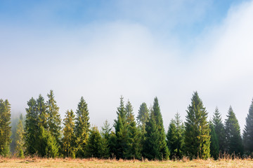 spruce trees on the grassy hillside on foggy morning. wonderful autumn scenery. magical nature background