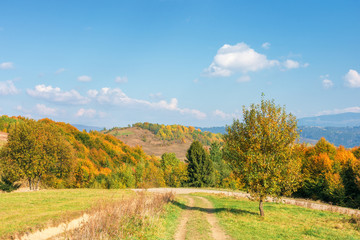 Naklejka premium tree in yellow foliage on the meadow. beautiful countryside landscape on a sunny day with fluffy clouds on the sky. carpathian rural area in autumn