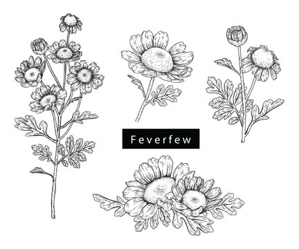 Sketch Floral Botany Collection. Feverfew flower drawings. Black and white with line art on white backgrounds. Hand Drawn Botanical Illustrations. Nature Vector.