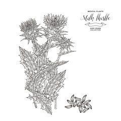 Thistle milk plant hand drawn. Thistle flowers and seeds isolated on white background. Medicinal gerbs collection. Vector illustration engraved.