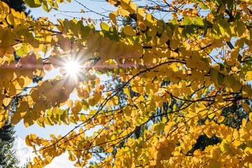 golden leaves on the tree branches  with sun shining behind.