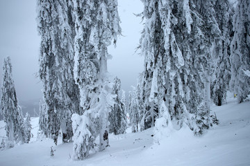 Snowy fir trees