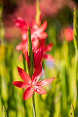 beautiful red lily flowers blooming under the sun in the garden with green grass background