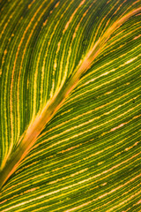 background texture of big leaf back lit by the sun with clear vein on the surface