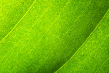 Close up of green tree leaf texture.
