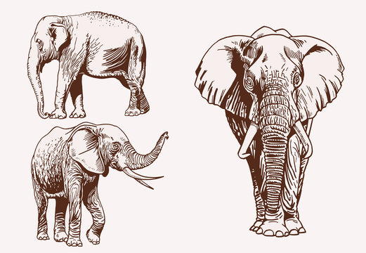 Vintage set of elephants, graphical vector illustration,savanna animal 
