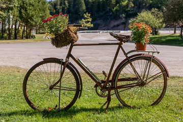 Old rusty bicycle repurposed for planting flowers as decoration in the garden