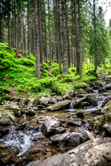 A river in the forest, flowing past the banks of moss. Carpathians. Ukraine.