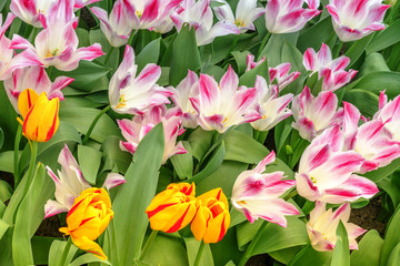 Red-white and red-yellow tulips bloom together on a spring sunny day.