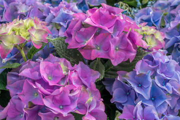 Obraz premium Purple hydrangea and blue hydrangea bloom together