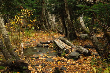 Collection of Beautiful Colorful Autumn Leaves green, yellow, orange, red, caucasian forest