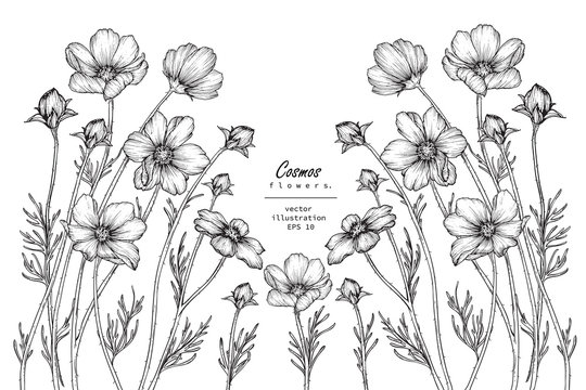  Sketch Floral Botany Collection. cosmos flower drawings. Black and white with line art on white backgrounds. Hand Drawn Botanical Illustrations. Nature Vector. Invitation card template.