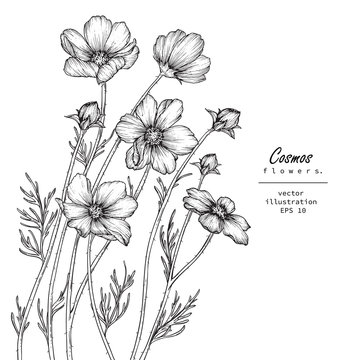  Sketch Floral Botany Collection. cosmos flower drawings. Black and white with line art on white backgrounds. Hand Drawn Botanical Illustrations. Nature Vector. Invitation card template.