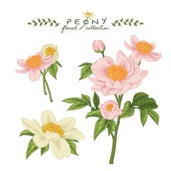 Sketch Floral Botany Collection. Pink and White Peony flower drawings. Beuatiful line art on white backgrounds. Hand Drawn Botanical Illustrations. Nature Vector.