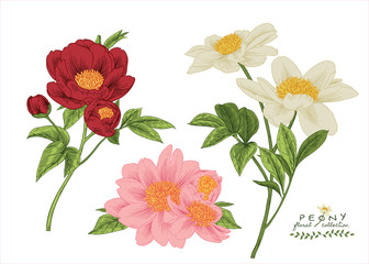 Sketch Floral Botany Collection. Red, Pink and White Peony flower drawings. Beuatiful line art on white backgrounds. Hand Drawn Botanical Illustrations. Nature Vector.