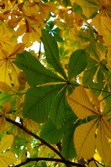chestnut leaves in autumn