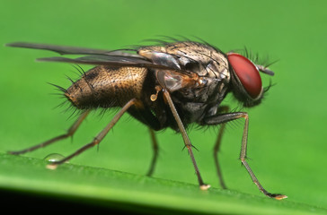 Macro Photo of Housefly on Green Leaf