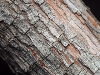Macro Photo of Textured of Old Tree Bark