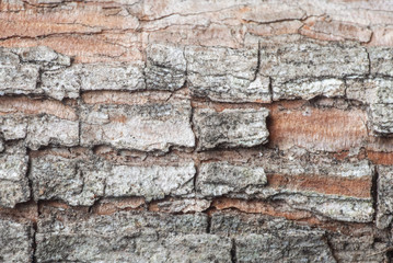 Macro Photo of Textured of Old Tree Bark
