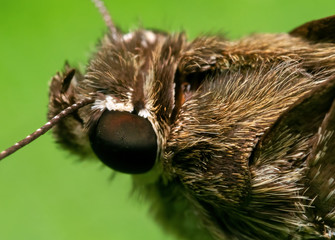 Macro Photo of Little Brown Butterfly on Green Leaf