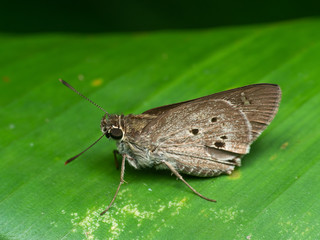 Macro Photo of Little Brown Butterfly on Green Leaf