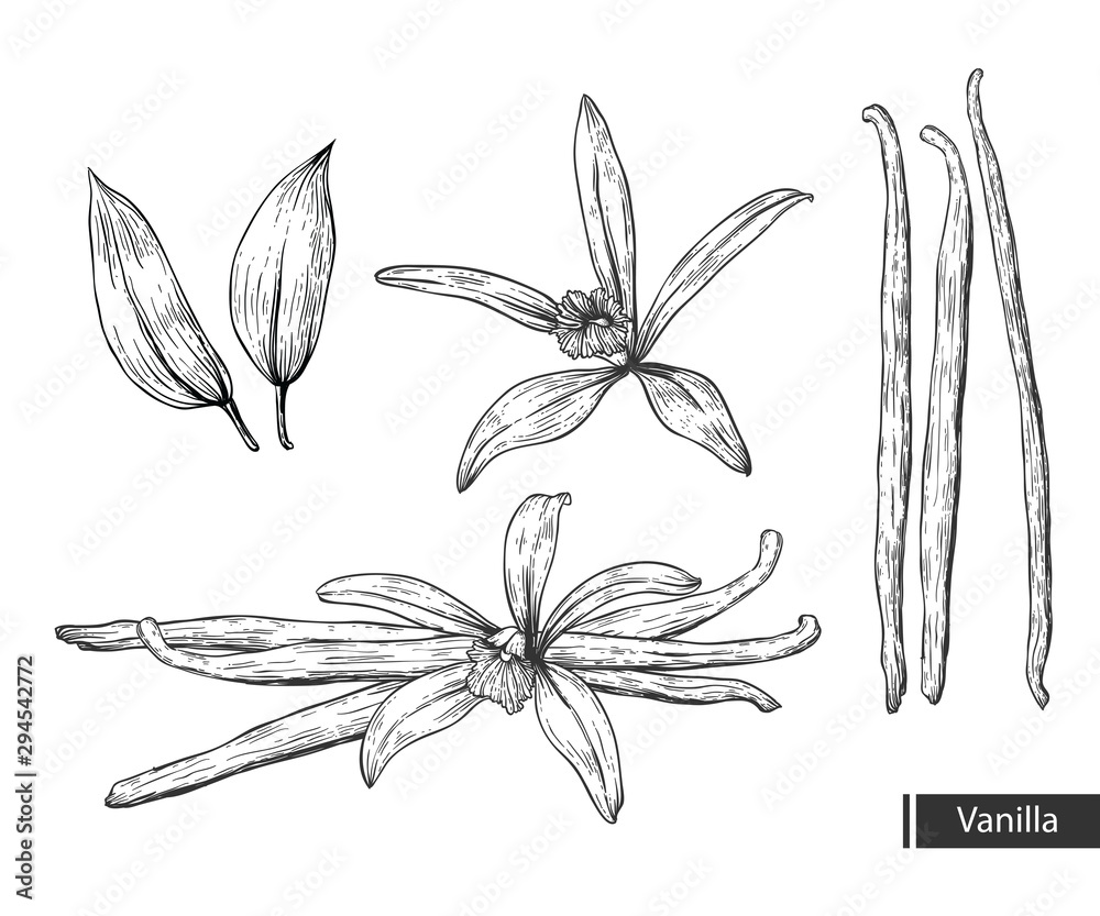 Wall mural vanilla botanical illustration. vanilla flower and bean stick vector drawing. hand drawn sketch.