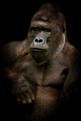 Obraz premium Male gorilla in black