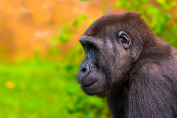 Female gorilla in zoo