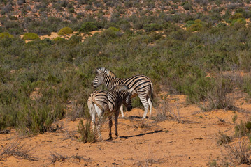 Fototapeta na wymiar Zebra in South Africa Safari